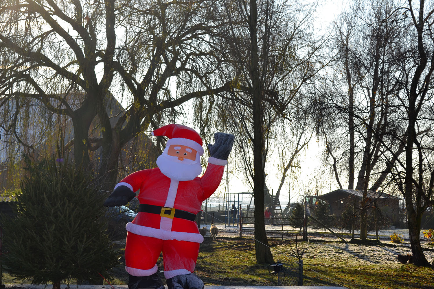 Nordmann Excellent kerstbomen Leiden