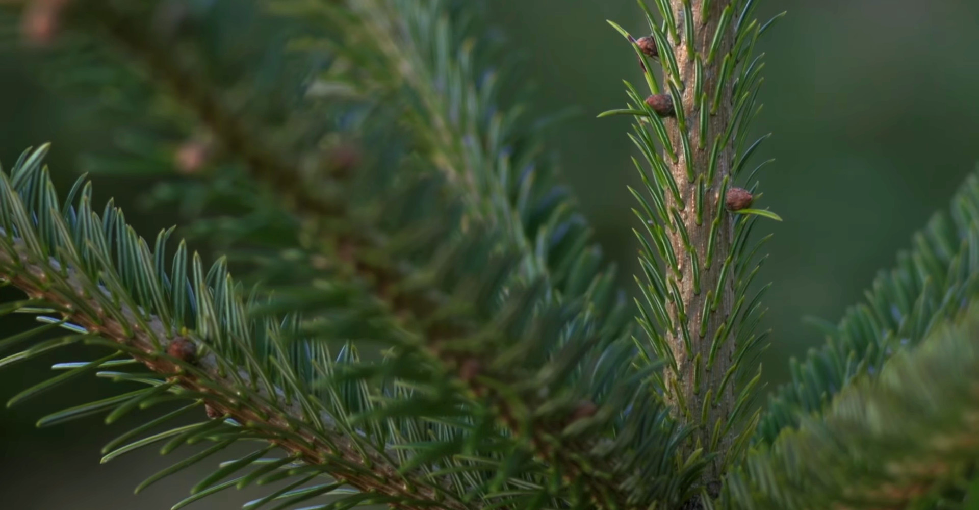 De mooiste Nordmann Excellent kerstbomen in Leiden vanaf € 15,-