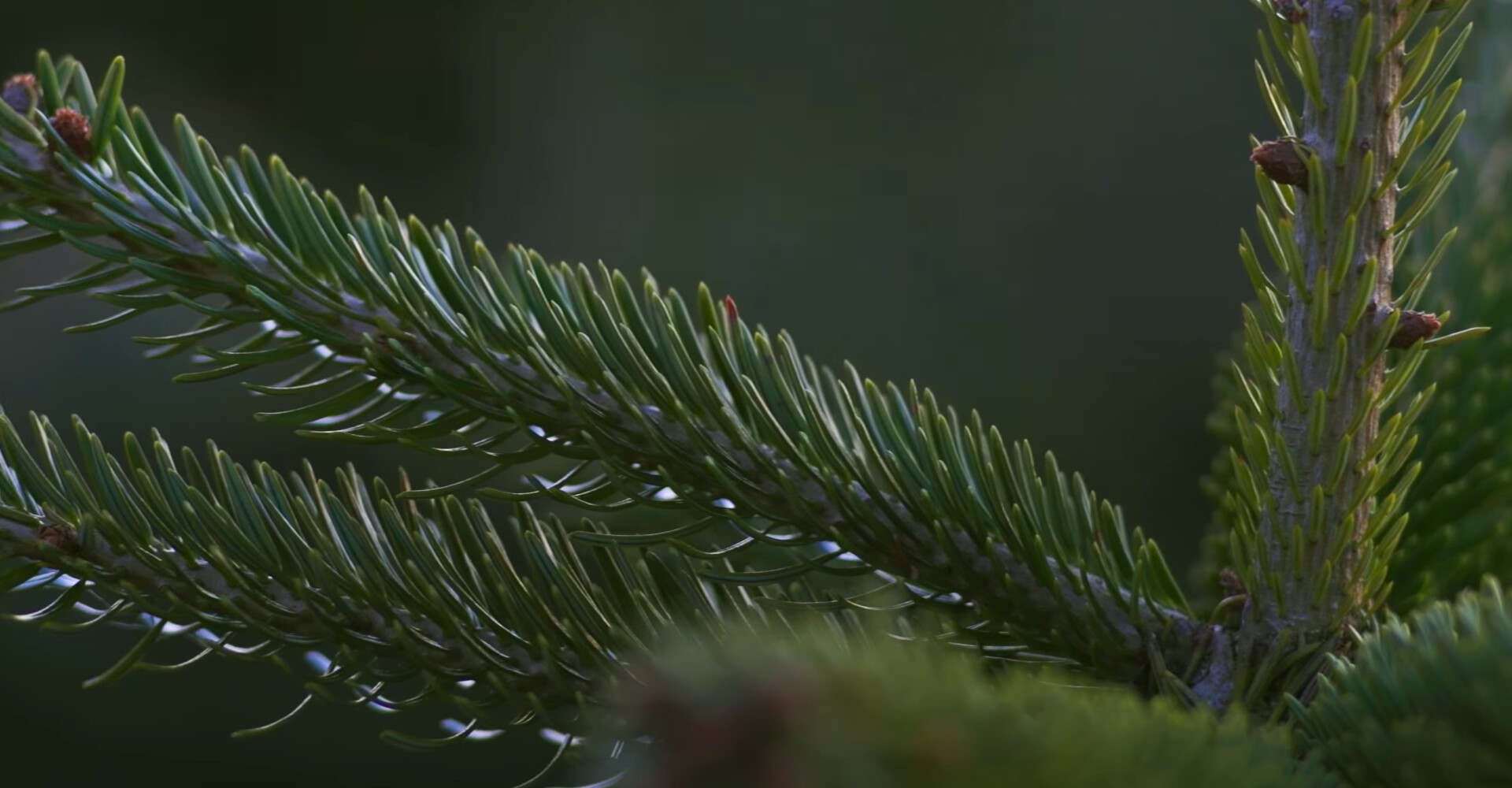 De mooiste Nordmann Excellent kerstbomen in Leiden